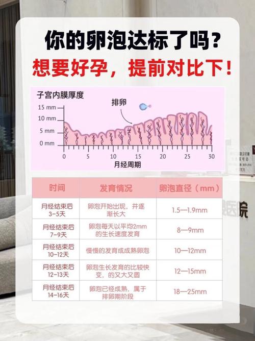 卵泡大小标准