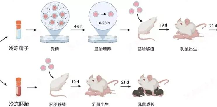  体外受精技术