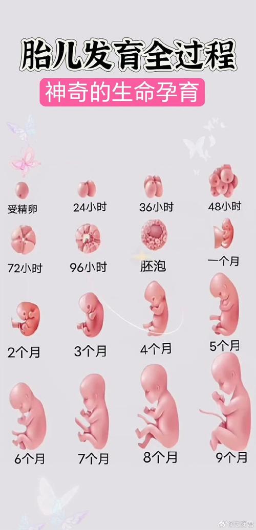 胚胎成功过程