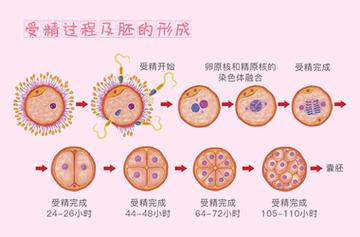 8cc胚胎