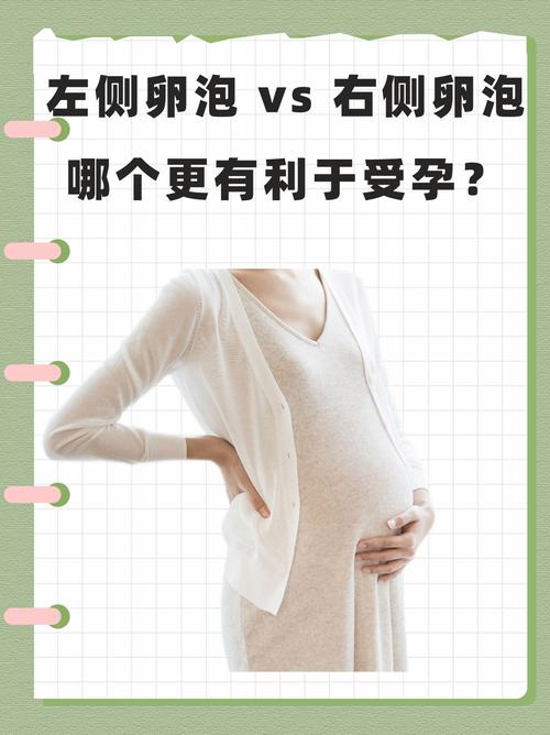 左边卵泡