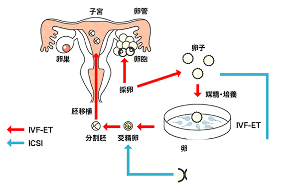 试管婴儿科学原理