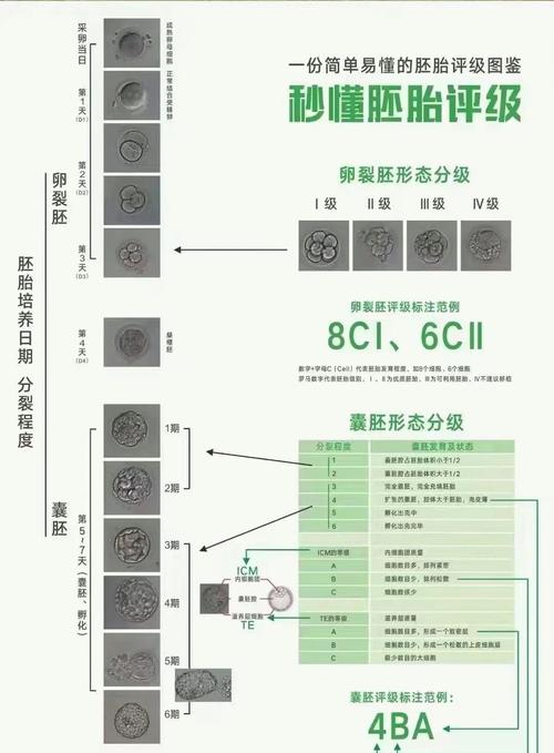 NGC试管项目