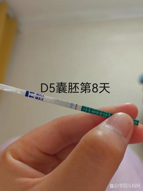 移植后第八天