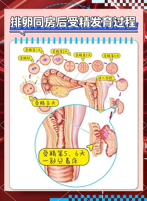 着床生化
