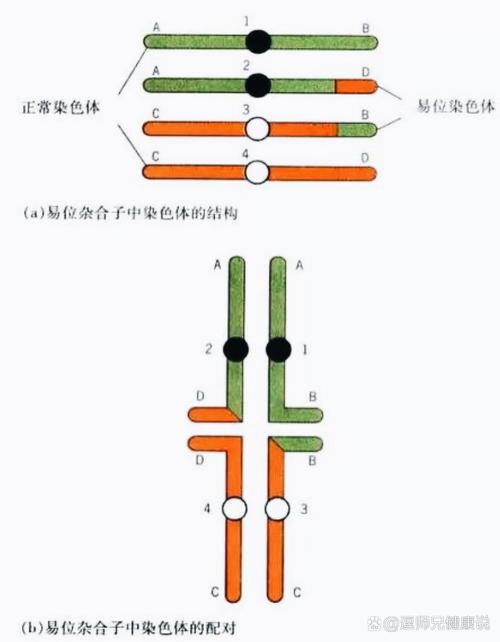 染色体平行易位