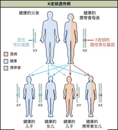  基因不和