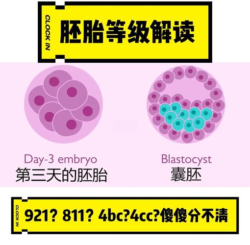 四级胚胎4C