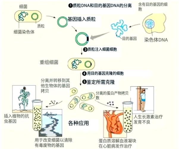  基因改良