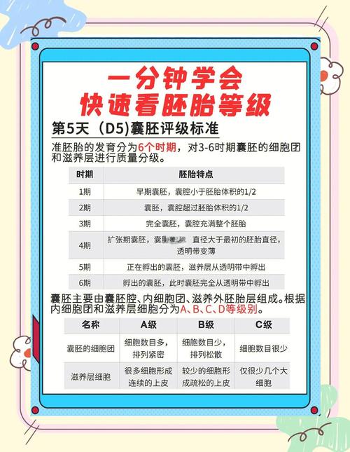  胚胎质量评分