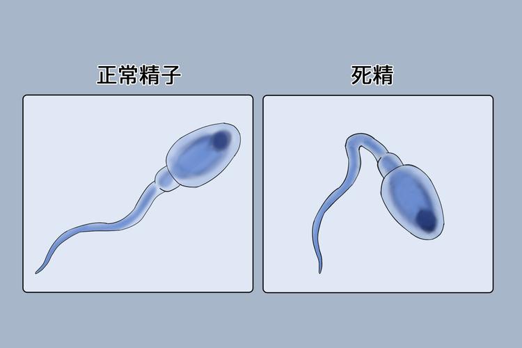  多精配对