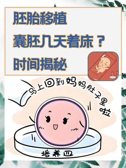 胚胎囊胚移植