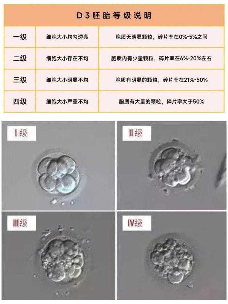  鲜胚分级