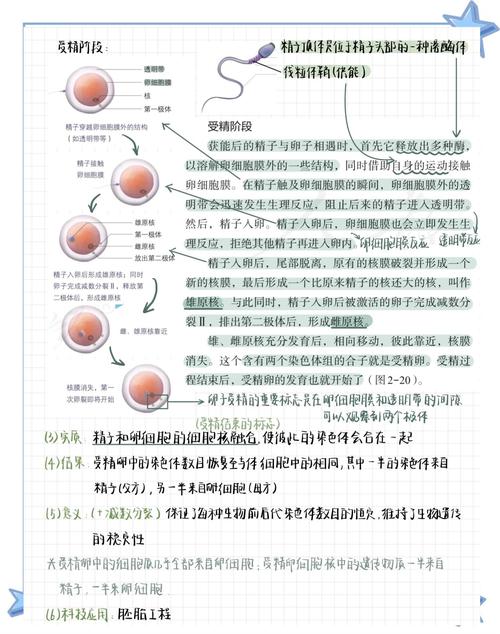 受精优势