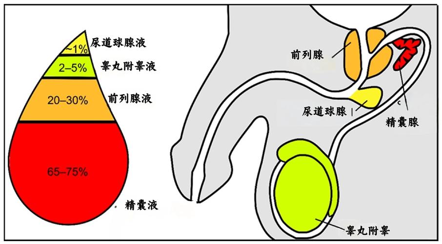  睾丸可见精子