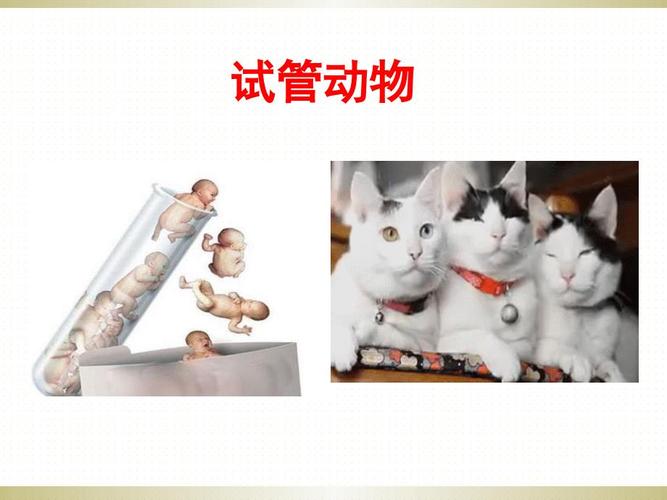 动物试管技术