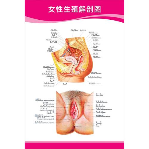 女性生殖健康
