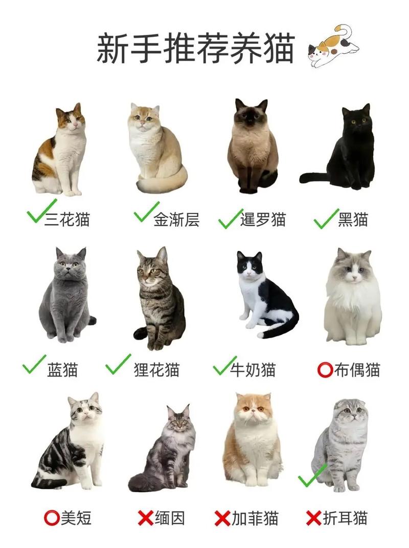  养猫
