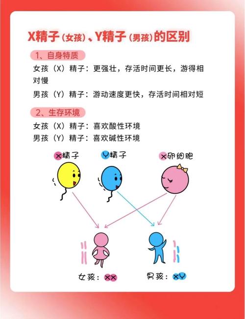 备孕成功率