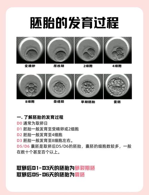 囊胚质量等级