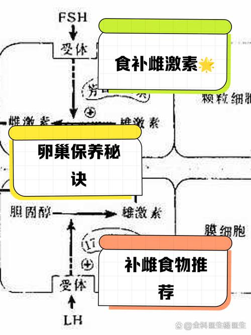 雌激素调节