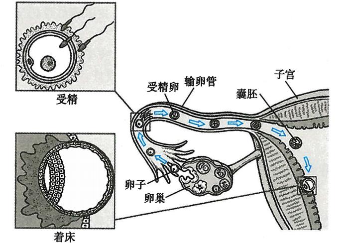 生殖机制