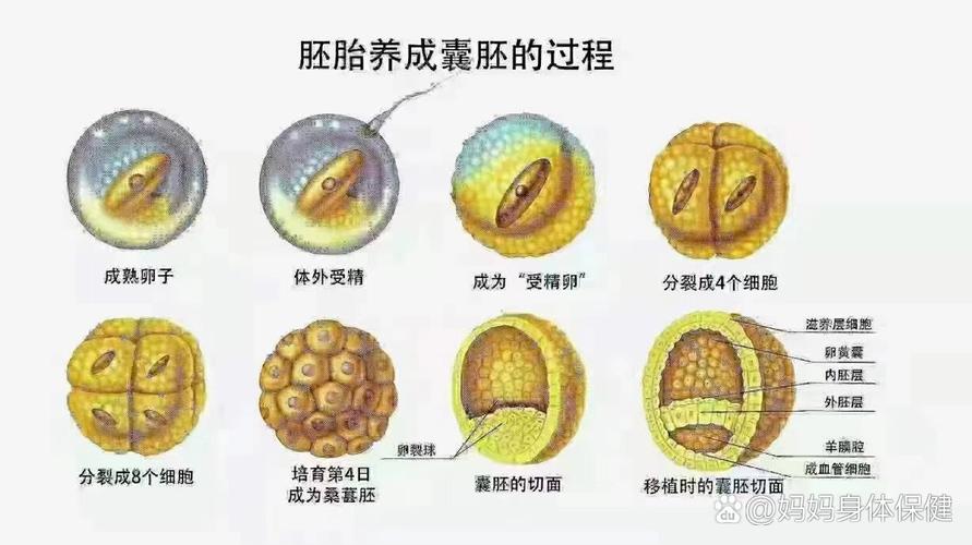  胚胎养囊胚