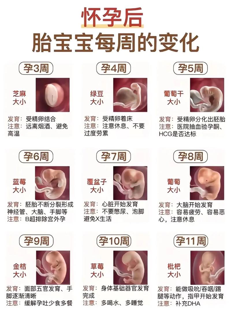 胚胎大小变化