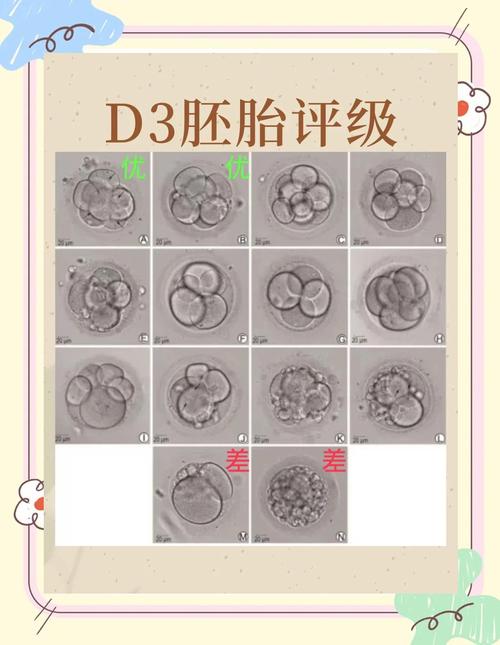 第三天胚胎发育