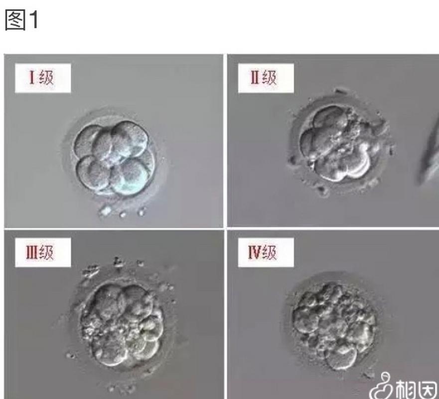 胚胎细胞数量