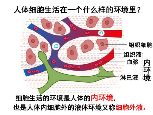 身体内环境