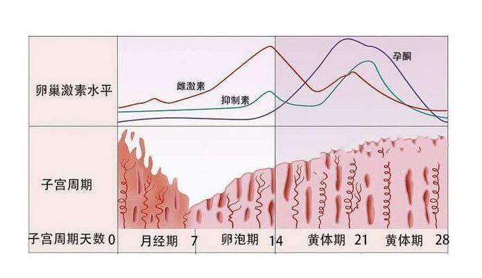 卵巢激素水平