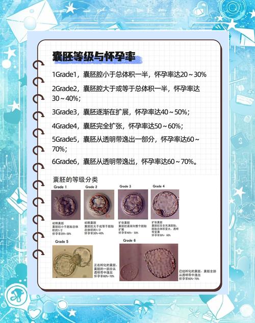 胚胎质量因素