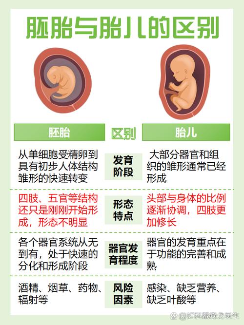 胚胎结合概率