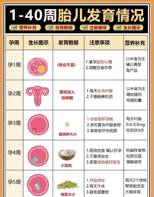 胚胎培养时长