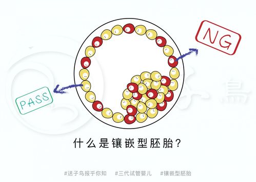 镶嵌型胚胎四代