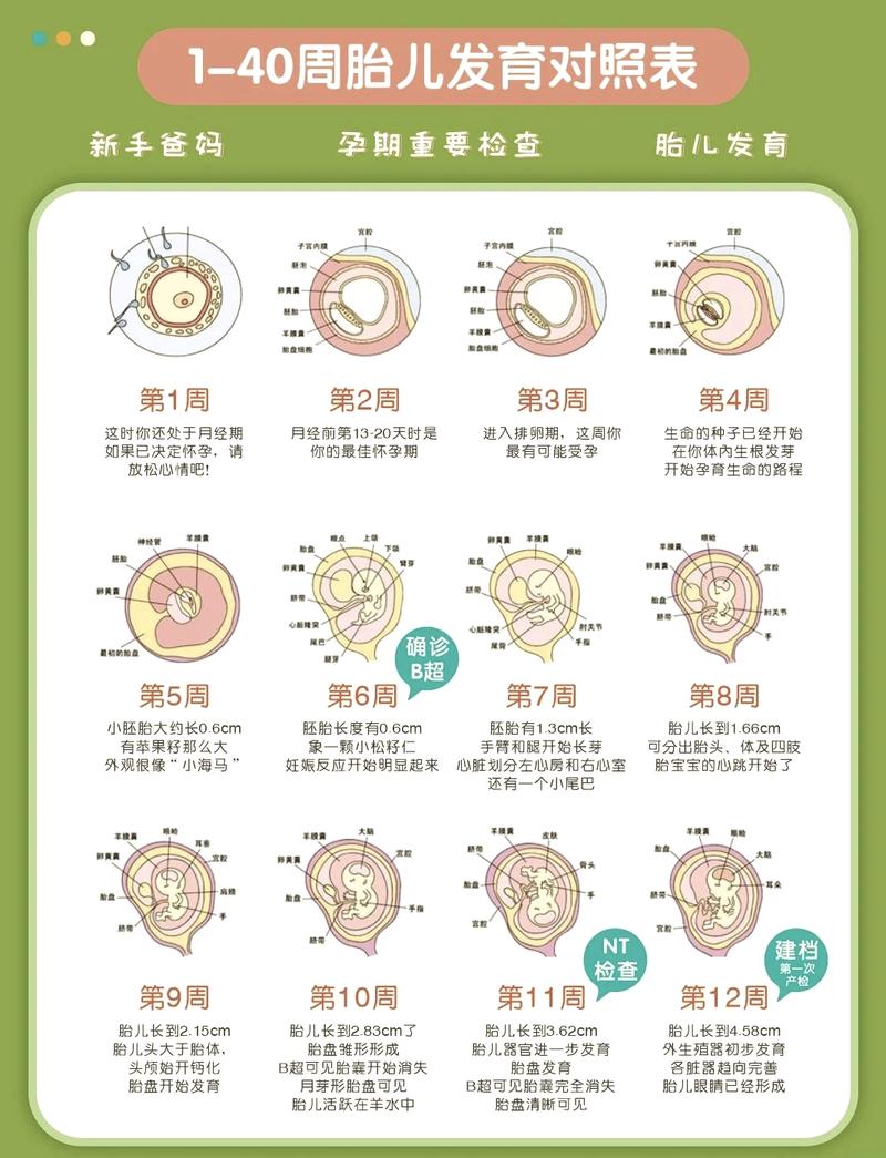 生命奇迹
描述: 本文通过分享试管婴儿移植双胎全过程，从前期准备、促排卵等多个环节展开，阐述其流程与意义。还提及双胎妊娠风险，展现生命奇迹的同时，让人们对该技术有全面了解。