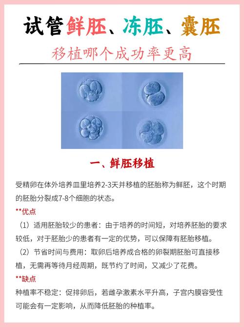 鲜胚胎成功率
