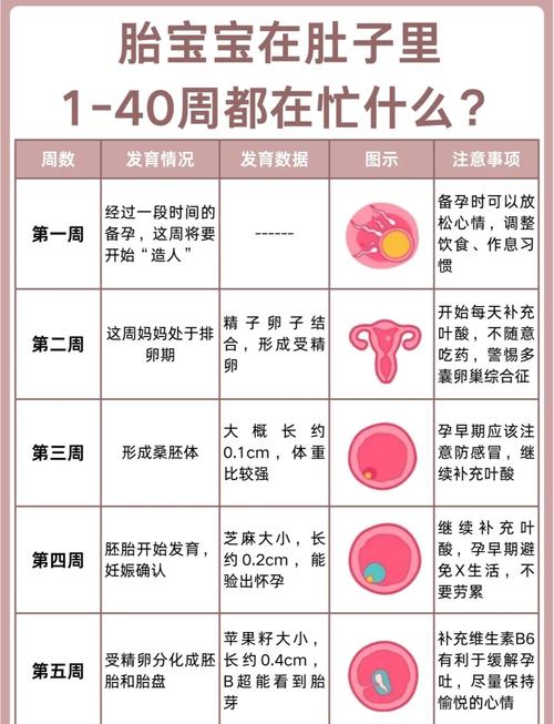  受精卵结合率