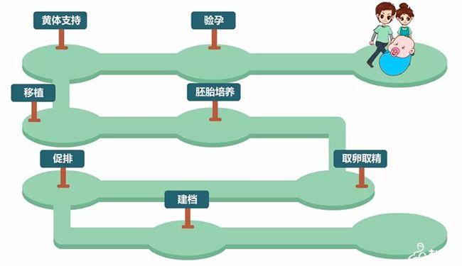 试管婴儿程序
