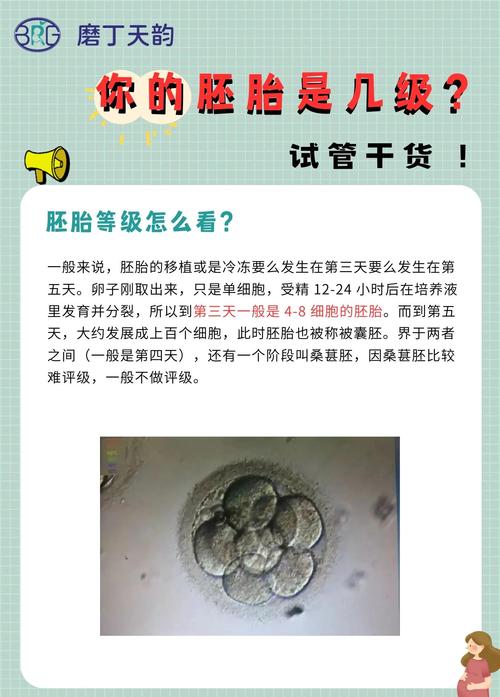 试管婴儿胚胎2.0