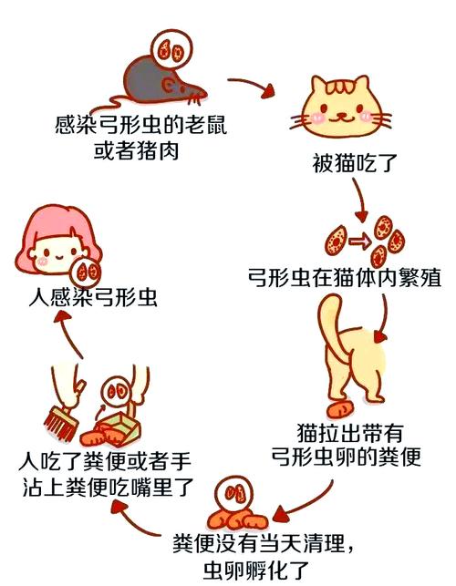  弓形虫病