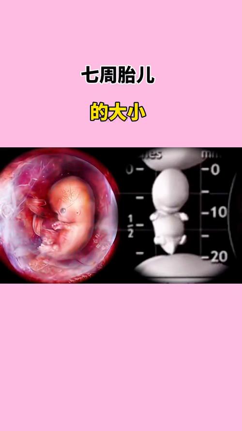 7b胚胎