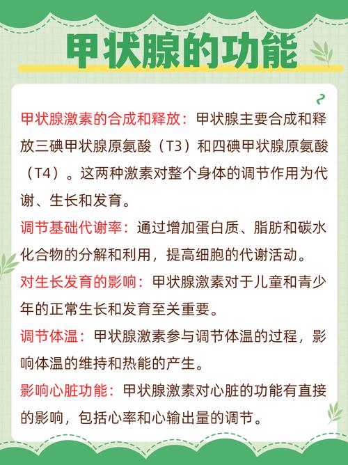  甲状腺功能