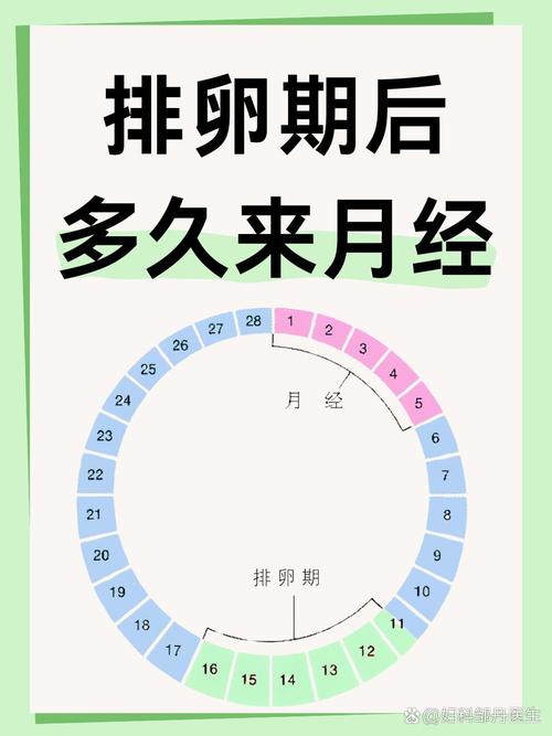  自然周期排卵