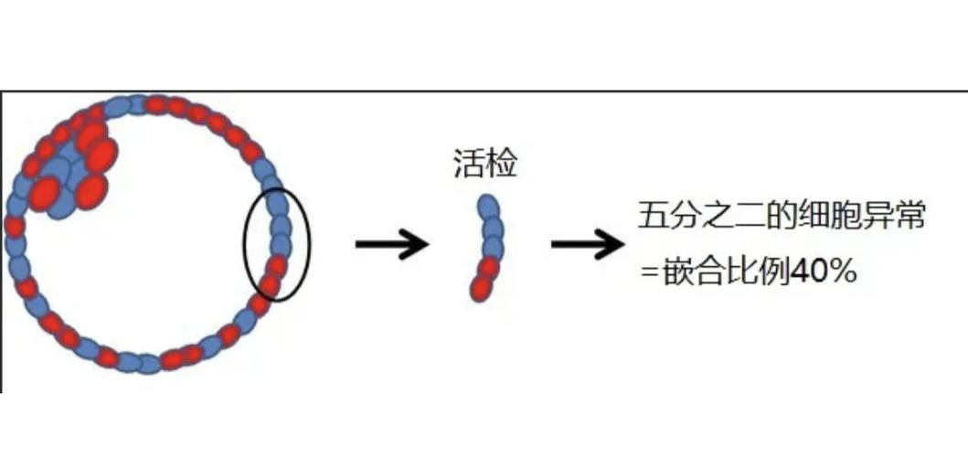 囊胚嵌合技术