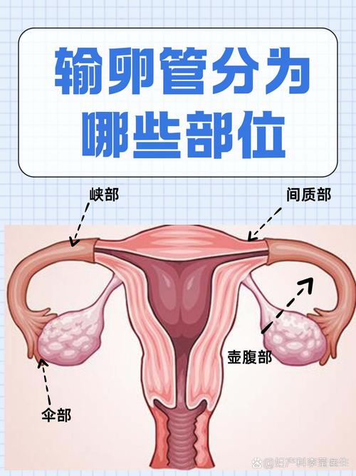 输卵管细
