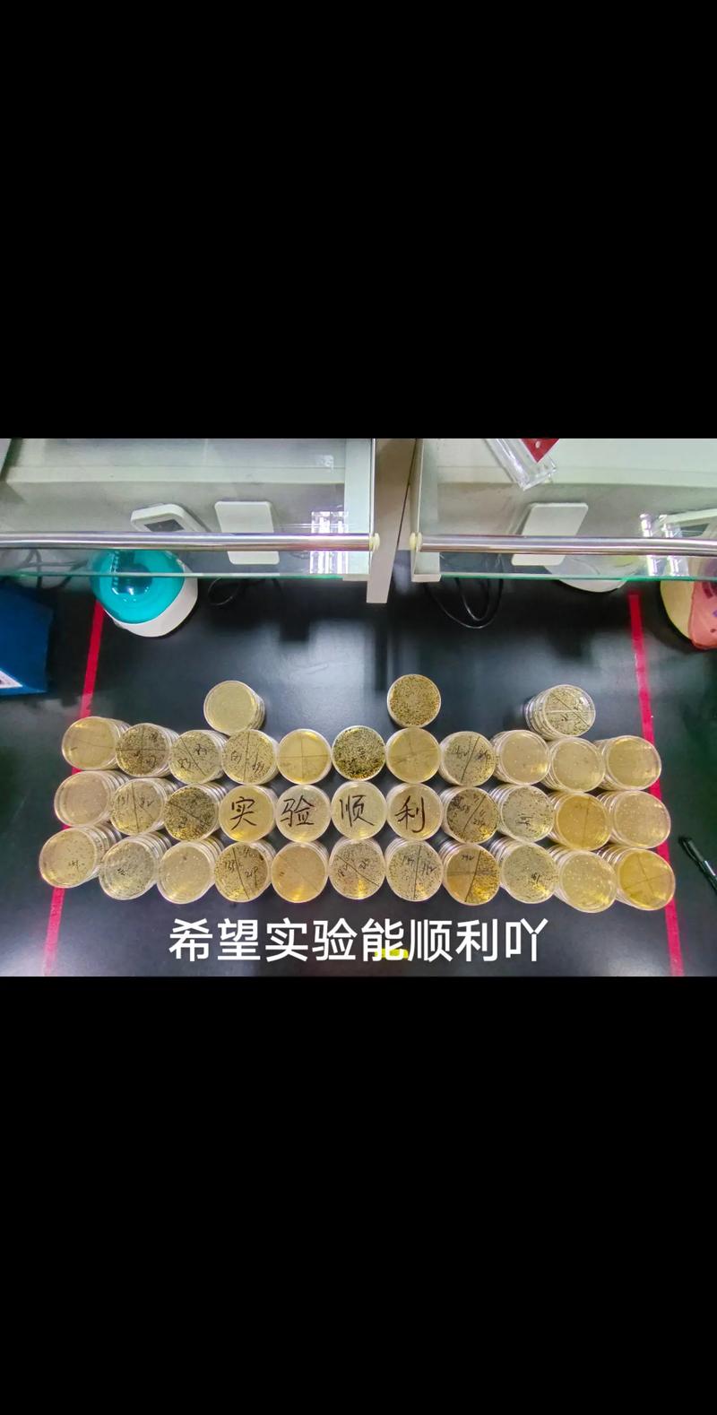  预实验