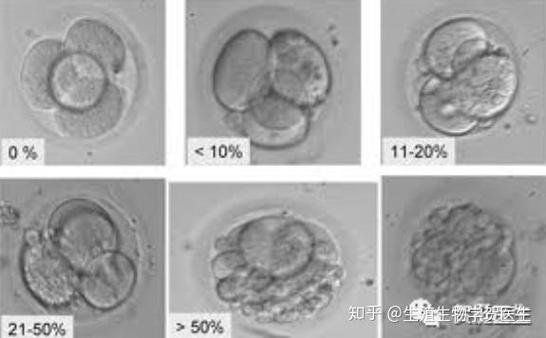胚胎培养碎片化