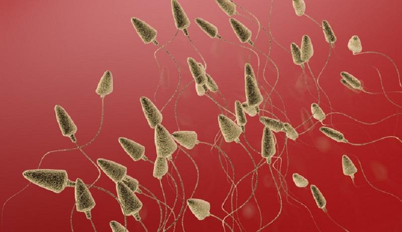  XY精子分离